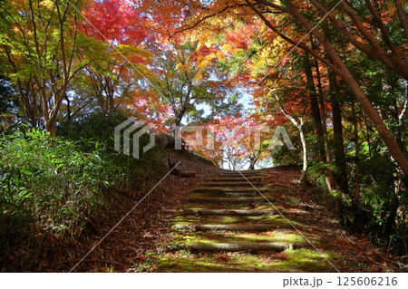 鮮やか　色づくもみじ 125606216