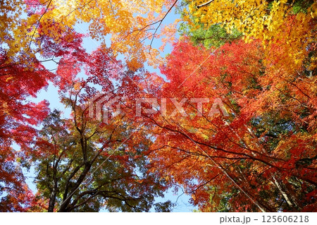 鮮やか 色づくもみじ 鮮やか 色づくもみじ 125606218
