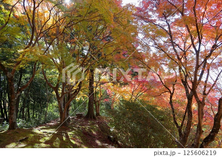 鮮やか　色づくもみじ 125606219