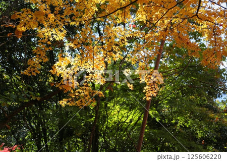 鮮やか　輝　金色もみじ 125606220