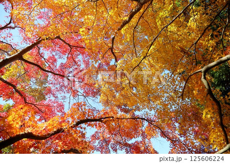 鮮やか　色づくもみじ 125606224