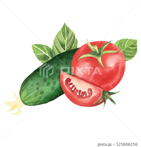Fresh vegetables. Tomato with cucumber, basil leaf and greenery. Hand drawn watercolor illustration, isolated on white background. For restaurant, market, kitchen , decoration, stickers, books Fresh vegetables. Tomato with cucumber, basil leaf and greenery. Hand drawn watercolor illustration, isolated on white background. For restaurant, market, kitchen , decoration, stickers, books 125606256