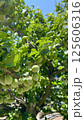梅の実 125606316