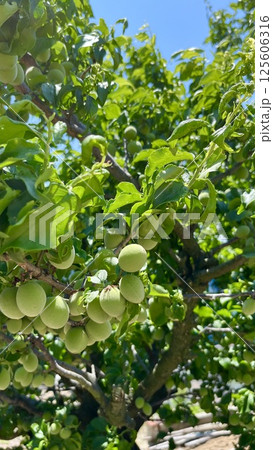 梅の実 梅の実 125606316