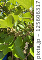 キウイの蕾 125606317