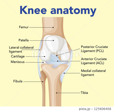 Detailed Knee Anatomy Vector Illustration Detailed Knee Anatomy Vector Illustration 125606408