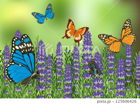 Colorful Butterflies in a Lavender Field 125606426