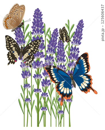 Butterflies and Lavender in Vibrant Vector Art Butterflies and Lavender in Vibrant Vector Art 125606437