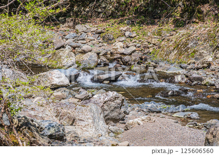 京都の清流　清滝川　京都市右京区 125606560