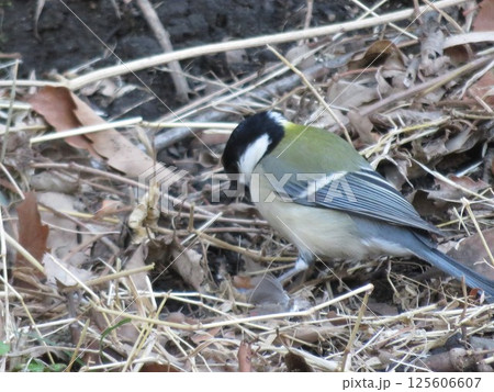 地面を動く野鳥 地面を動く野鳥 125606607