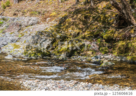 京都の清流 清滝川 京都市右京区 京都の清流 清滝川 京都市右京区 125606616