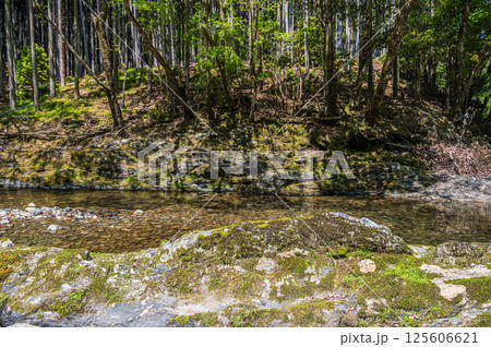 京都の清流　清滝川　京都市右京区 125606621