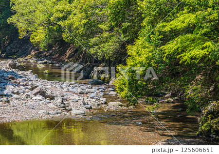 京都の清流　清滝川　京都市右京区 125606651
