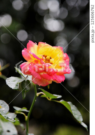 バラの花 バラの花 125606762