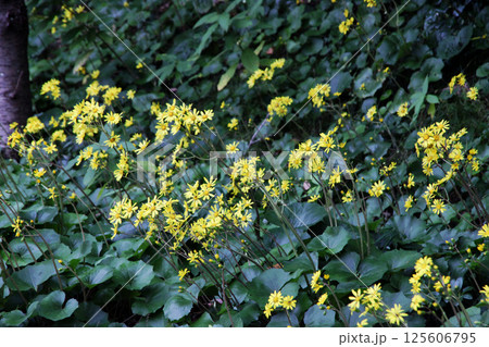 ツワブキの花 ツワブキの花 125606795