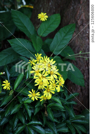 ツワブキの花 ツワブキの花 125606800