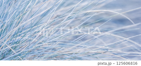 Blue white background of ornamental grass Festuca glauca. Soft focus 125606816