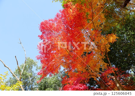 鮮やか　紅葉もみじ 125606845
