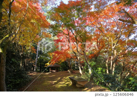 鮮やか　色づくもみじ 125606846
