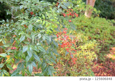 ナンテンの実 125606848