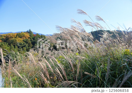 秋の七草　爽やか　ススキ花穂 125606858