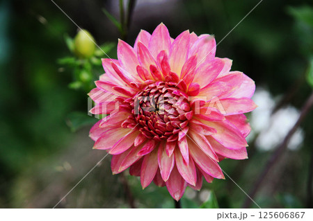 ダリアの花 ダリアの花 125606867