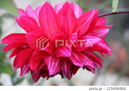 ダリアの花 ダリアの花 125606868
