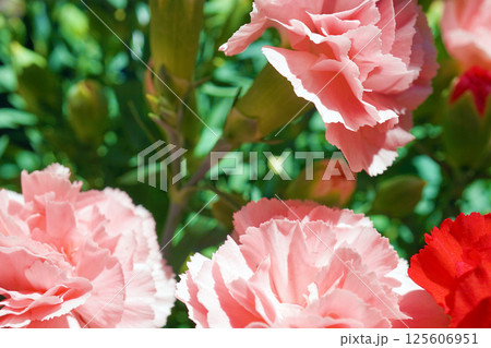 カーネーション☆carnation カーネーション☆carnation 125606951