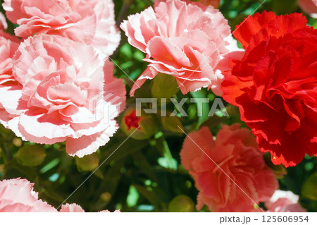 カーネーション☆carnation カーネーション☆carnation 125606954