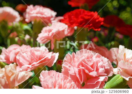 カーネーション☆carnation 125606960