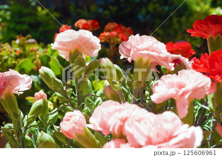 カーネーション☆carnation カーネーション☆carnation 125606961