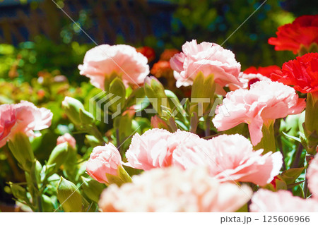 カーネーション☆carnation カーネーション☆carnation 125606966