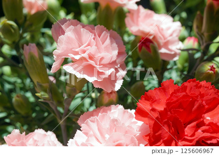 カーネーション☆carnation カーネーション☆carnation 125606967