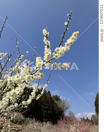 白い梅の花 白い梅の花 125607012