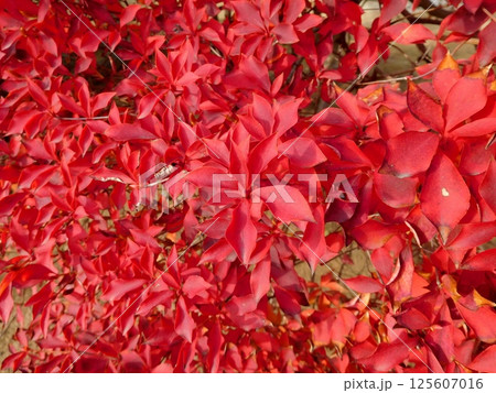 ドウダンツツジの紅葉 125607016