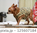 ミニチュアピンシャーの成犬の横向き写真 125607184
