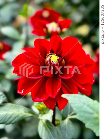 赤いダリアの花 125607235