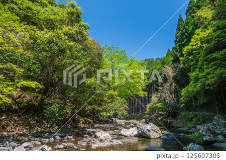 京都の清流　清滝川　京都市右京区 125607305