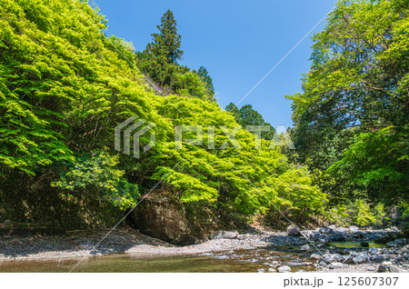京都の清流　清滝川　京都市右京区 125607307