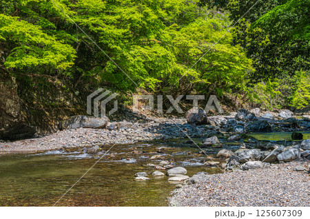 京都の清流　清滝川　京都市右京区 125607309