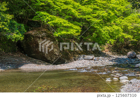 京都の清流　清滝川　京都市右京区 125607310