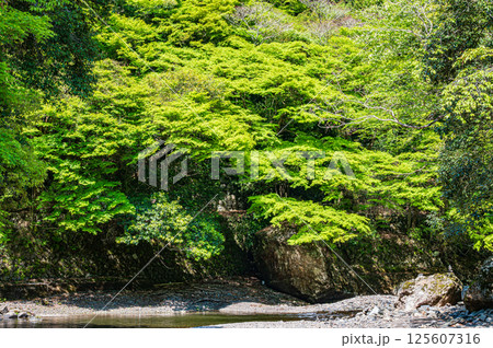 京都の清流　清滝川　京都市右京区 125607316