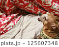 あくびをしようとしているミニチュアピンシャーの成犬 125607348