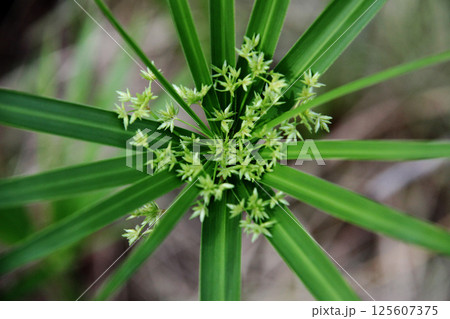 シュロガヤツリの花 125607375
