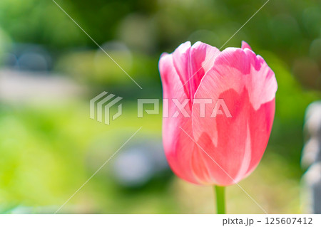 ピンク色のチューリップのクローズアップ ピンク色のチューリップのクローズアップ 125607412