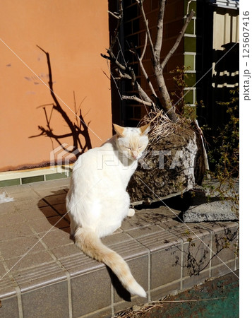 見下ろす猫　松原商店街 125607416