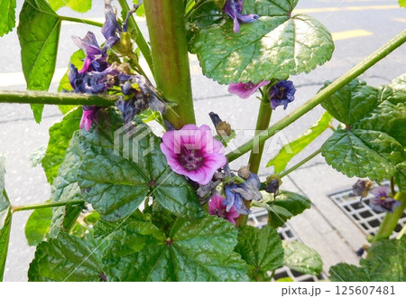 ウスベニアオイの花 125607481
