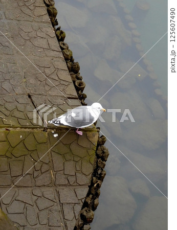 川にいるウミネコ 川にいるウミネコ 125607490