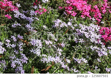 春の庭に咲く薄紫色とピンク色のシバザクラの花 125607501