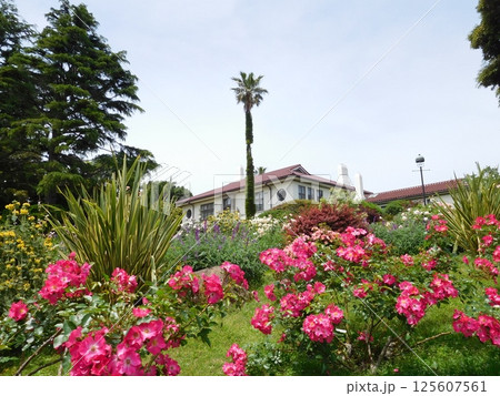 バラ 横浜市イギリス館 港の見える丘公園 バラ 横浜市イギリス館 港の見える丘公園 125607561